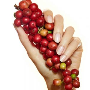 Ingredient - Coffee Berry | Essentiel by Adele