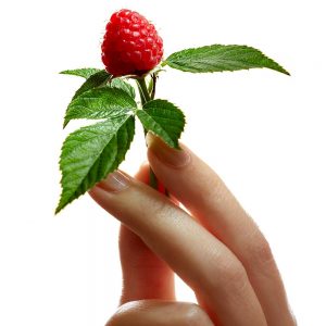 Ingredient - Raspberry Leaf | Essentiel by Adele
