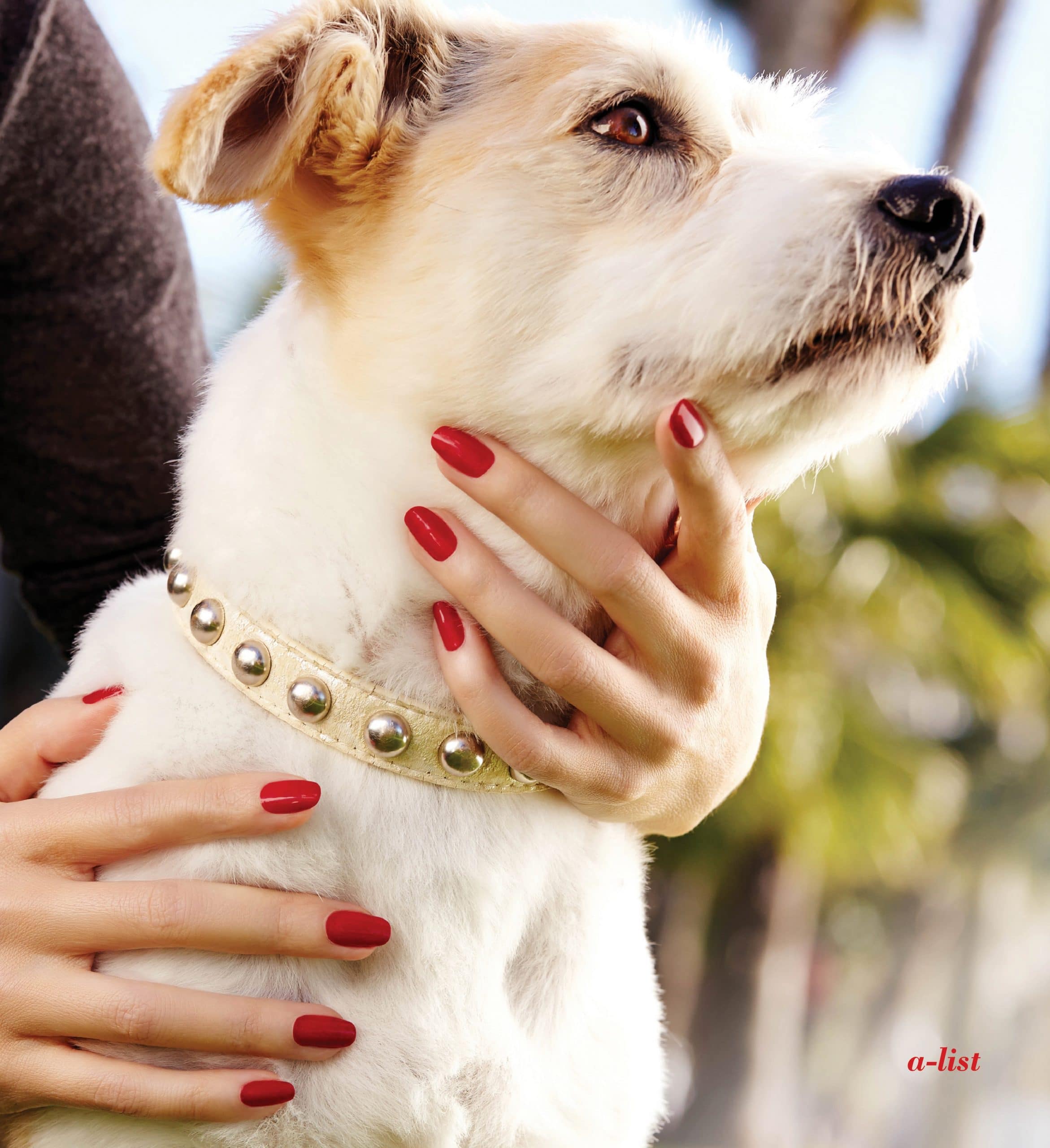 She was the model mutt for an Essie ad featuring mommy’s polished paws… 